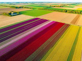 Tulipes colorées dans un champ au printemps sur Sjoerd van der Wal Photographie