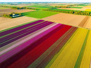 Bunte Tulpen auf einem Feld im Frühling
