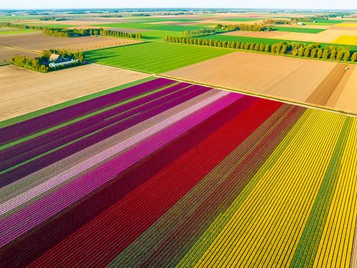 Tulipes colorées dans un champ au printemps