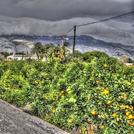 Sinaasappelenveld van Tom Hendrikx