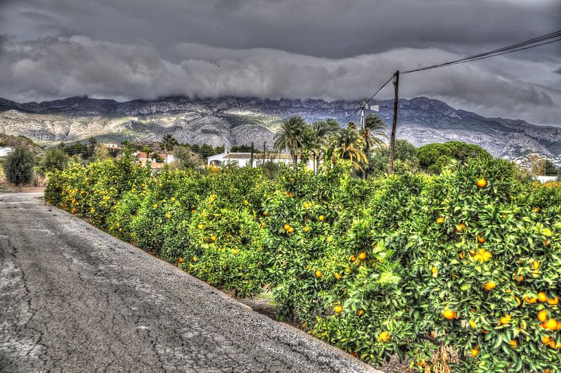 Orange Field by Tom Hendrikx