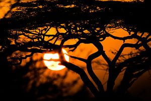 Lever de soleil africain sur Bart Hendriks