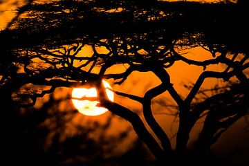 African sunrise van Bart Hendriks