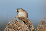 Bearded Reedling or Bearded Tit (Panurus biarmicus) Baden-Wuerttemberg by Frank Fichtmüller thumbnail