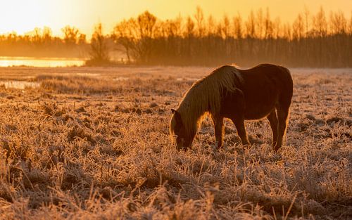 Pferd im Frost bei Sonnenaufgang