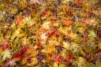 Colorful autumn