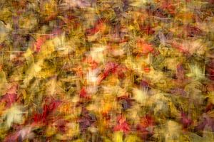 Colorful autumn