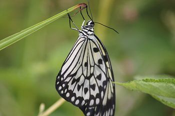 Schwarzer und weißer Schmetterling, der an einem Zweig hängt