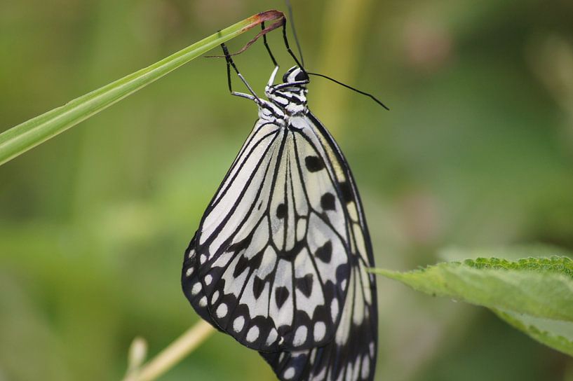 Black and white butterfly hanging from a twig by Mees van der Wiel