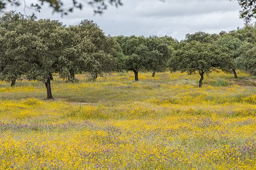Panorama van een geel bloemen landschap