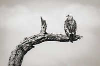 Roofvogel Rustend op een Oude Tak