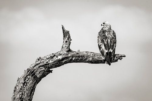 Bird of prey resting on an Old Branch