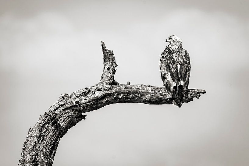 Raubvogel auf einem alten Ast ruhend von Dante van Rijn