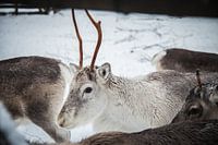 Rendier in Fins Lapland