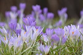 De eerste krokussen in de tuin van Claude Laprise