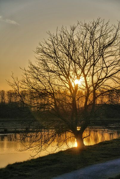 Ein Baum gegen die untergehende Sonne von Jurjen Jan Snikkenburg