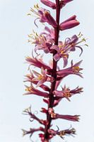 Details van een Cordyline Fruticosa