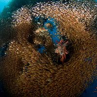 Unterwasserfotografie