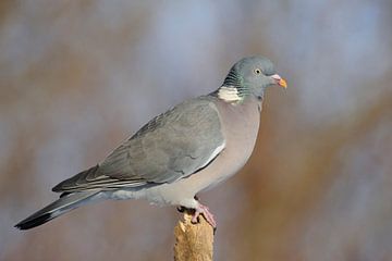Pretty Wood Pigeon ( Columba palumbus ) perched on wooden stick in front of a wonderful clean backgr van wunderbare Erde