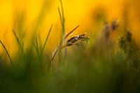 plantje in het gras