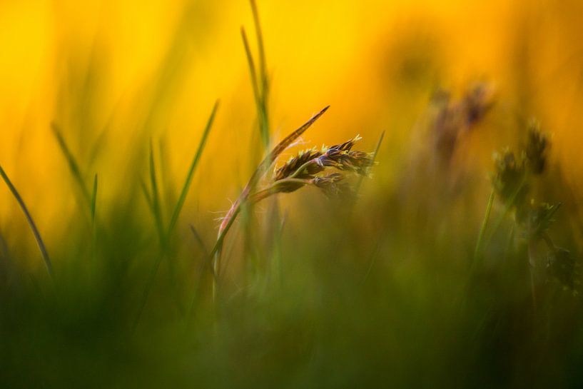 plantje in het gras van Frank Ketelaar