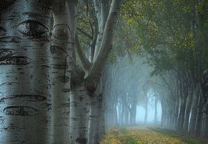 Eine schöne Allee mit Bäumen im Herbst in der Nähe von Den Bosch. von Jos Pannekoek