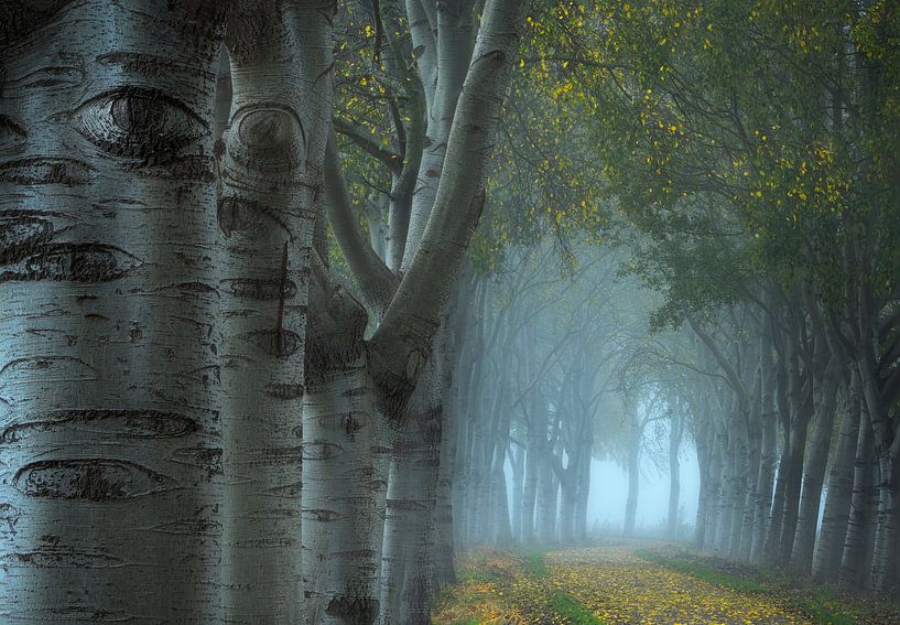 Een mooie laan met bomen in de herfst net buiten Den Bosch. van Jos Pannekoek