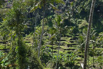 Theeveld op Bali van Bianca ter Riet
