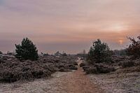 Winter on the moors of Leusden | Print Art