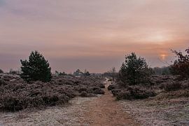 Winter on the moors of Leusden | Print Art by Mascha Boot