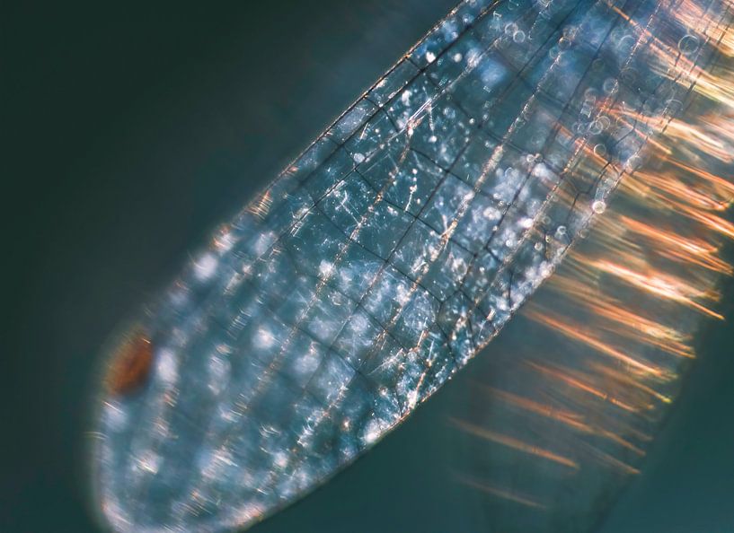 Wing damselfly. by natascha verbij