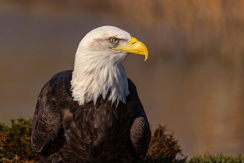 American bald eagle or Bald Eagle (Haliaeetus leucocephalus) by Gert Hilbink