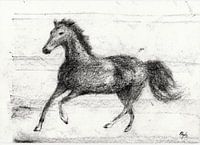 Paard