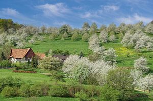 Obstblüte im Schwarzwald von Peter Eckert