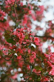 blossom trees analogue by Mandy Markman