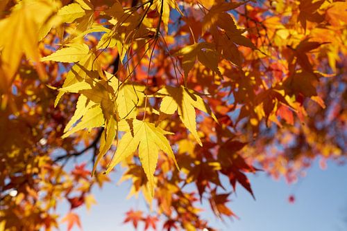 L'érable en éventail en automne