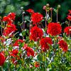 BODENSEE : Rote Dahlien von Photoart-Naegele