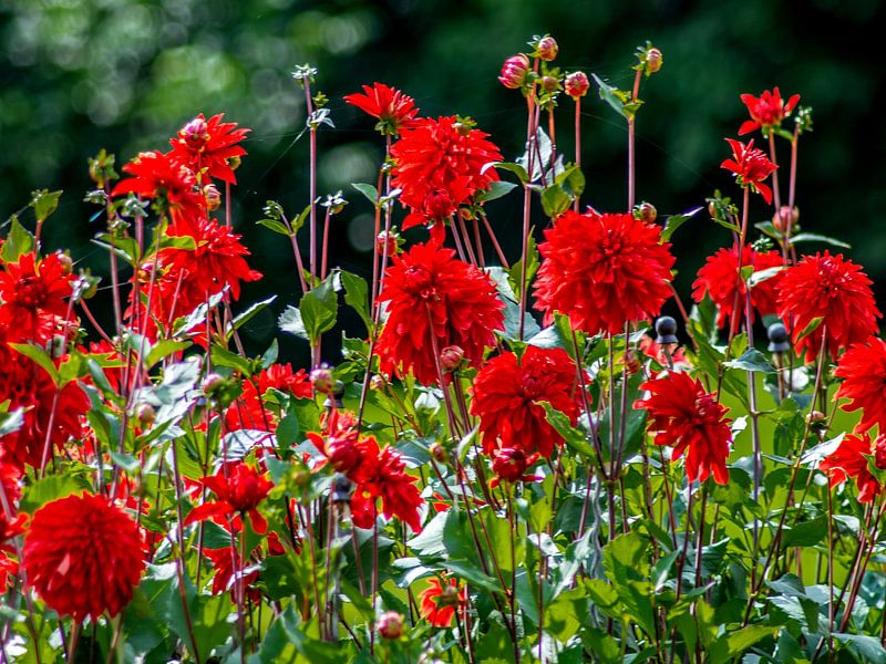 EILAND MAINAU : Rode Dahlia's van Photoart-Naegele