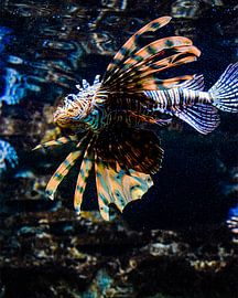 Monkfish by desmyrka