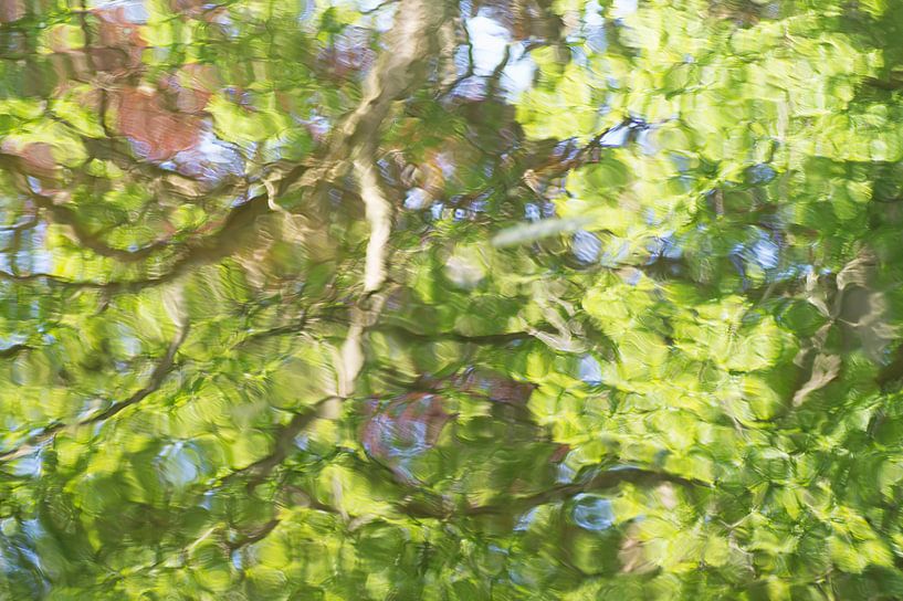 Fallen into the water? Wavy reflection of an old tree in the water) by Birgitte Bergman