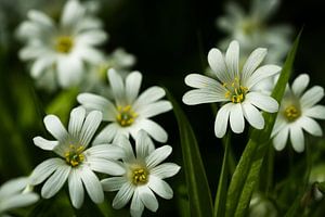 Blüten