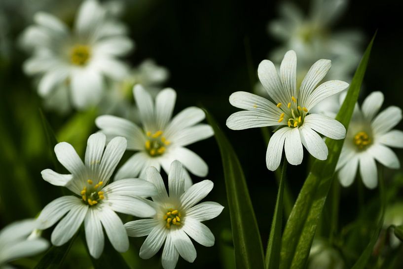 Blüten von Ralf Hickmann