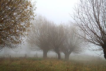 Wilgenbomen in de mist van Karina Baumgart