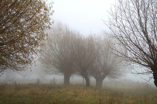 Wilgenbomen in de mist
