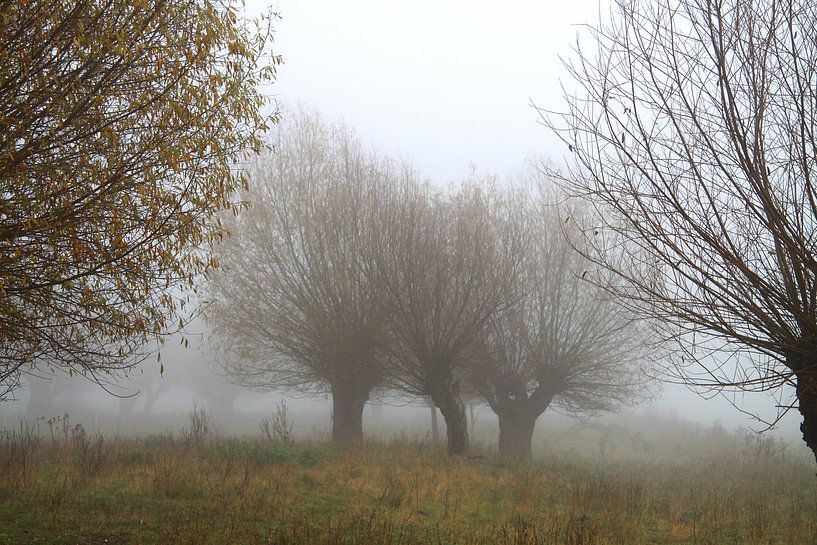 Weidenbäume im Nebel von Karina Baumgart