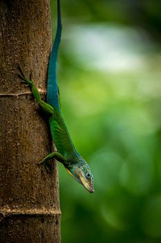 Marmoranolis