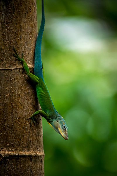 Marbleanolis by Sylvia Schuur