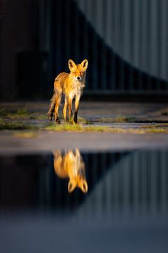 miroir sur Pim Leijen