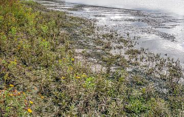 Natuur in het zoetwatergetijdengebied Crezéepolder bij Ridderke van Ruud Morijn