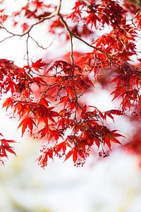 Japanse Esdoorn van Schram Fotografie